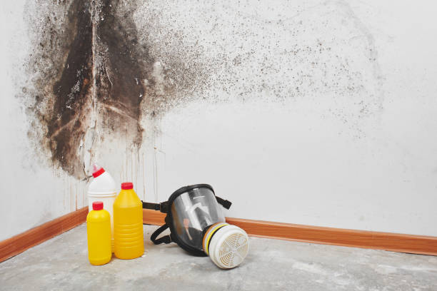 Best Crawl Space Mold Remediation in Martinsvle, IL