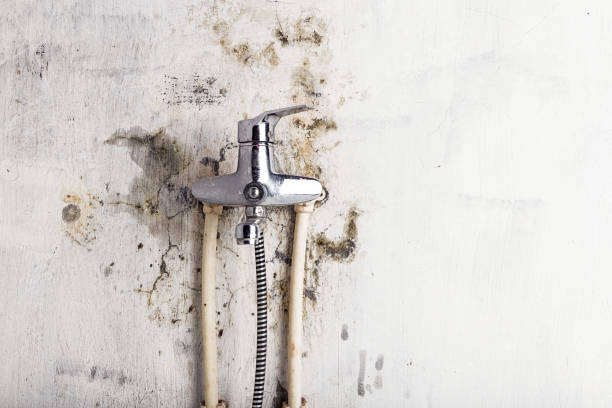 Best Residential Mold Remediation in Martinsvle, IL