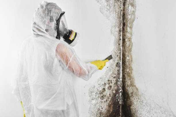 Best Commercial Mold Remediation in Martinsvle, IL