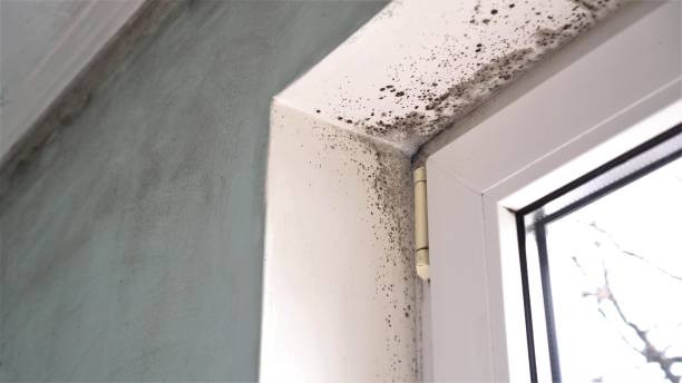 Best Attic Mold Remediation in Martinsvle, IL