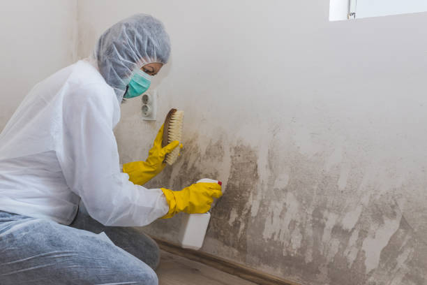 Best Basement Mold Remediation in Martinsvle, IL