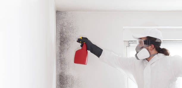 Best Bathroom Mold Remediation in Martinsvle, IL