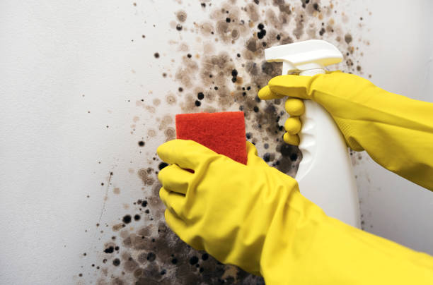 Best Preventive Mold Services in Martinsvle, IL