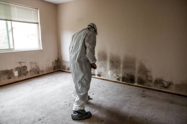 Best Localized Mold Remediation (e.g., coastal areas, humid climates) in Martinsvle, IL