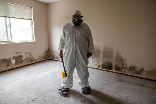 Best White Mold Remediation in Martinsvle, IL