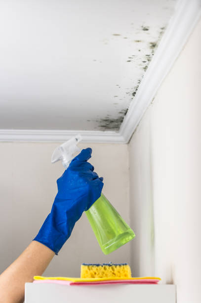 Best Post-Flood Mold Remediation in Martinsvle, IL